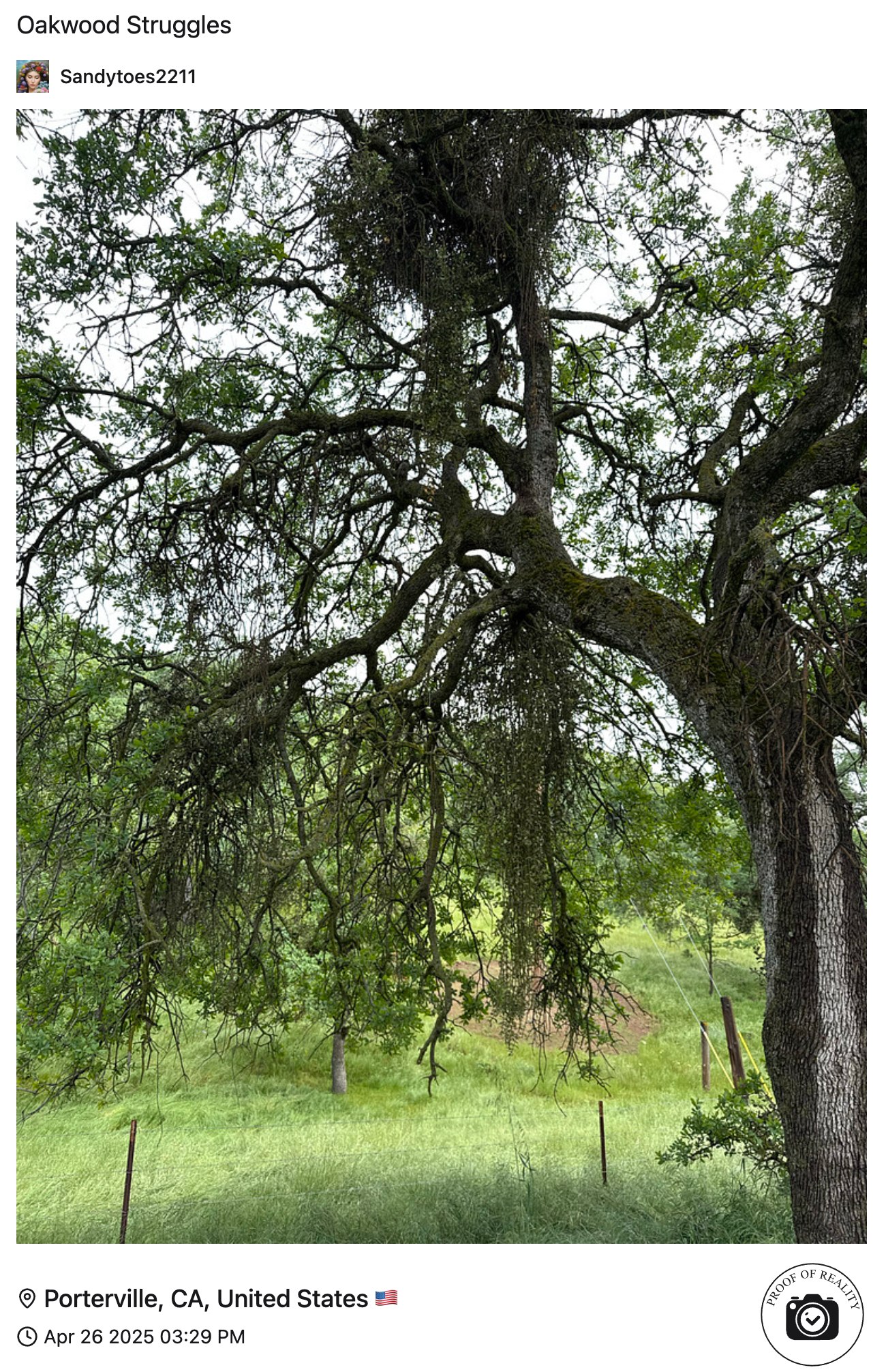 Majestic oak tree with sprawling branches in Porterville, CA